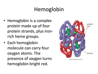 Hemoglobin
• Hemoglobin is a complex
protein made up of four
protein strands, plus iron-
rich heme groups.
• Each hemoglobin
molecule can carry four
oxygen atoms. The
presence of oxygen turns
hemoglobin bright red.
 