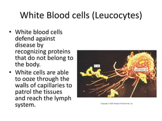 White Blood cells (Leucocytes)
• White blood cells
defend against
disease by
recognizing proteins
that do not belong to
the body.
• White cells are able
to ooze through the
walls of capillaries to
patrol the tissues
and reach the lymph
system.
 