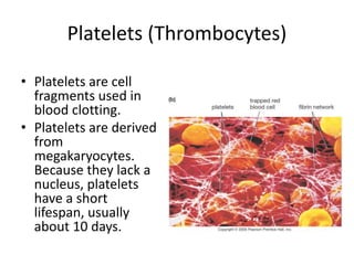 Platelets (Thrombocytes)
• Platelets are cell
fragments used in
blood clotting.
• Platelets are derived
from
megakaryocytes.
Because they lack a
nucleus, platelets
have a short
lifespan, usually
about 10 days.
 