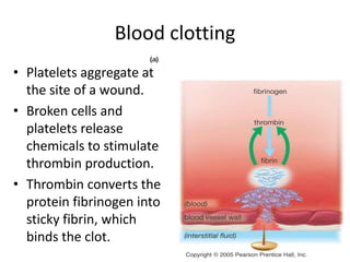 • Platelets aggregate at
the site of a wound.
• Broken cells and
platelets release
chemicals to stimulate
thrombin production.
• Thrombin converts the
protein fibrinogen into
sticky fibrin, which
binds the clot.
Blood clotting
 
