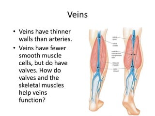 Veins
• Veins have thinner
walls than arteries.
• Veins have fewer
smooth muscle
cells, but do have
valves. How do
valves and the
skeletal muscles
help veins
function?
 