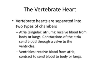 The Vertebrate Heart
• Vertebrate hearts are separated into
two types of chambers
– Atria (singular: atrium): receive blood from
body or lungs. Contractions of the atria
send blood through a valve to the
ventricles.
– Ventricles: receive blood from atria,
contract to send blood to body or lungs.
 
