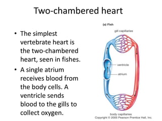 Two-chambered heart
• The simplest
vertebrate heart is
the two-chambered
heart, seen in fishes.
• A single atrium
receives blood from
the body cells. A
ventricle sends
blood to the gills to
collect oxygen.
 