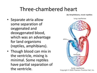 Three-chambered heart
• Separate atria allow
some separation of
oxygenated and
deoxygenated blood,
which was an advantage
for land organisms
(reptiles, amphibians).
• Though blood can mix in
the ventricle, mixing is
minimal. Some reptiles
have partial separation of
the ventricle.
 