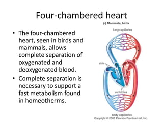 Four-chambered heart
• The four-chambered
heart, seen in birds and
mammals, allows
complete separation of
oxygenated and
deoxygenated blood.
• Complete separation is
necessary to support a
fast metabolism found
in homeotherms.
 