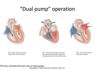 “Dual pump” operation
The four-chambered heart acts as two pumps.
 