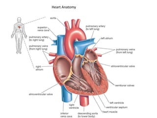 Heart Anatomy
 