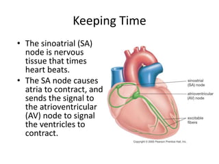 Keeping Time
• The sinoatrial (SA)
node is nervous
tissue that times
heart beats.
• The SA node causes
atria to contract, and
sends the signal to
the atrioventricular
(AV) node to signal
the ventricles to
contract.
 