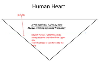 Human Heart
UPPER PORTION / ATRIUM SIDE
Always receives the blood from body
LOWER Portion / VENTRICLE Side
Always receives the blood from upper
side
Then this blood is transferred to the
body
BLOOD
 