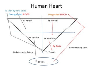 Human Heart
Rt. Atrium Lt. Atrium
Rt. Ventricle Lt. Ventricle
Deoxygenated BLOOD Oxygenated BLOOD
LUNGS
TissuesBy Pulmonary Artery
By Pulmonary Vein
To then By Vena cavas
By Aorta
 