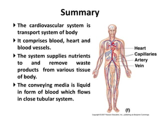 Summary
 The cardiovascular system is
transport system of body
 It comprises blood, heart and
blood vessels.
 The system supplies nutrients
to and remove waste
products from various tissue
of body.
 The conveying media is liquid
in form of blood which flows
in close tubular system.
Figure 1-2(f)
 