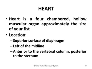 HEART
• Heart is a four chambered, hollow
muscular organ approximately the size
of your fist
• Location:
–Superior surface of diaphragm
–Left of the midline
–Anterior to the vertebral column, posterior
to the sternum
Chapter 18, Cardiovascular System 42
 