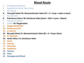 Blood Route
1. Deoxygenated Blood
2. Superior & Inferior Vena Cavas
3. Rt: Atrium
4. Tricuspid Valve/ Rt: Atreoventricular Valve (Tri = 3 + Cusp = walls or door)
5. Rt: Ventricle
6. Pulmonary Valve / Rt: Semilunar Valve (Semi = Half + Lunar = Moon)
7. Pulmonary Artery
8. LUNGS for Oxygenation
9. Oxygenated Blood
10. Pulmonary Vein
11. Lt: Atrium
12. Bicuspid Valve/ Lt: Atreoventricular Valve (Bi = 2 + Cusp= Door)
13. Lt: Ventricle
14. Aortic Valve / Lt: Semilunar Valve
15. Aorta
16. Arteries
17. Arterioles
18. Capillaries
19. Venules
20. Veins
21. Deoxygenated Blood
 