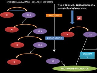 XII XII A
XI
XI A
IX IX A
X XA
PROTHROMBIN ACTIVATOR
END OTHELIALDAMAGE +COLLAGEN EXPOSURE
TISSUE TRAUMA+ THROMBOPLASTIN
(phospholipid +glycoprotein)
X X A
VII
CALCIUM
V
PHOSPHOLIPID
PLATELETS
 