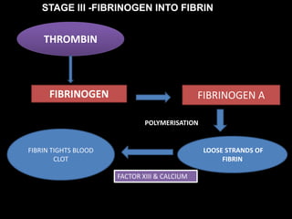 FIBRINOGEN FIBRINOGEN A
LOOSE STRANDS OF
FIBRIN
THROMBIN
FIBRIN TIGHTS BLOOD
CLOT
POLYMERISATION
FACTOR XIII & CALCIUM
FI STAGE III -FIBRINOGEN INTO FIBRIN BRINOGEN INTO
FIBRIN
 