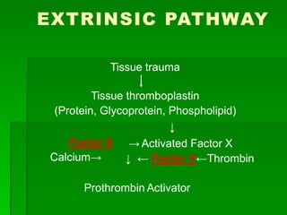 EXTRINSIC PATHWAY
Tissue trauma
Tissue thromboplastin
(Protein, Glycoprotein, Phospholipid)
↓
Factor X
Calcium→
→ Activated Factor X
↓ ← Factor V←Thrombin
Prothrombin Activator
 