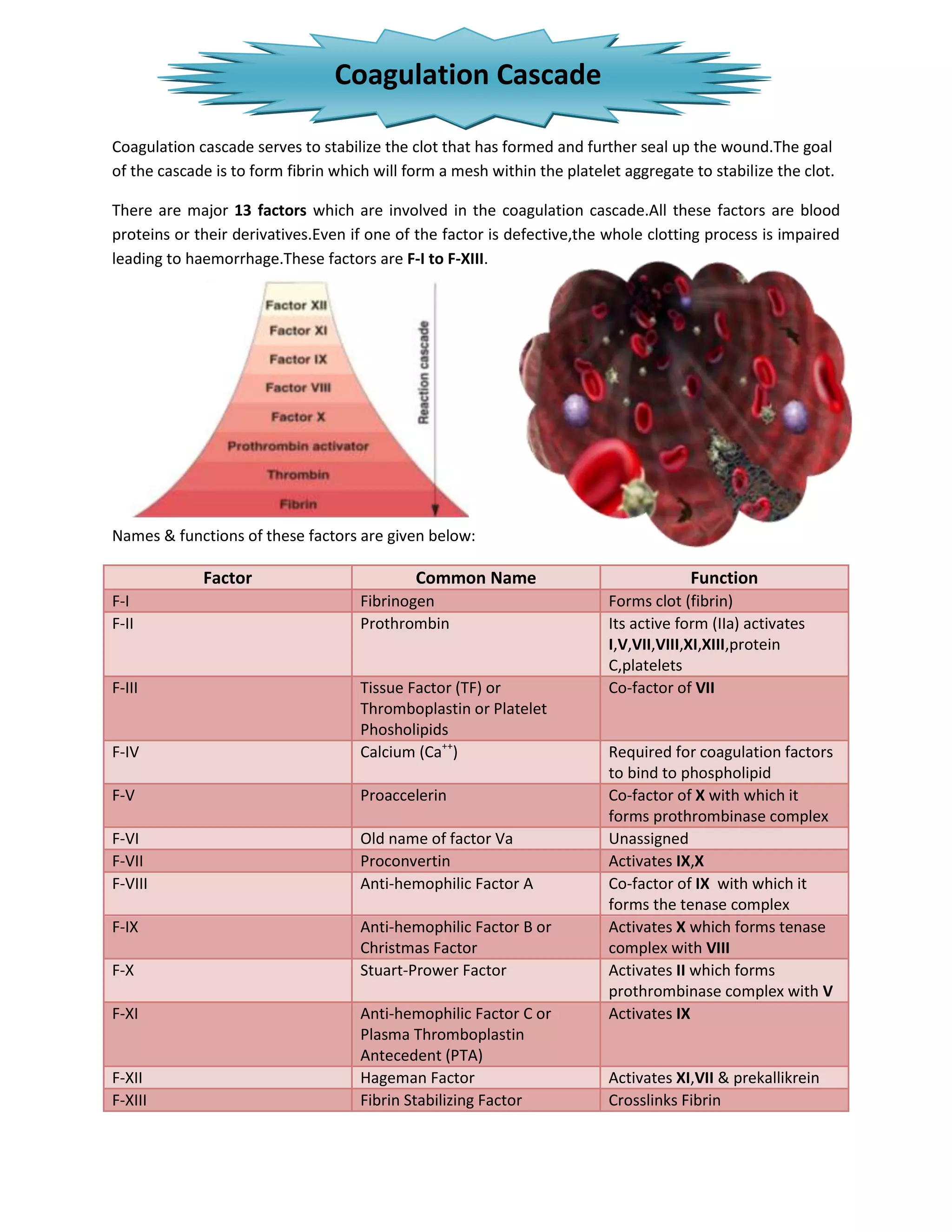 Coagulation Cascade

Coagulation cascade serves to stabilize the clot that has formed and further seal up the wound.The goal
of the cascade is to form fibrin which will form a mesh within the platelet aggregate to stabilize the clot.

There are major 13 factors which are involved in the coagulation cascade.All these factors are blood
proteins or their derivatives.Even if one of the factor is defective,the whole clotting process is impaired
leading to haemorrhage.These factors are F-I to F-XIII.




Names & functions of these factors are given below:

             Factor                          Common Name                              Function
F-I                                  Fibrinogen                           Forms clot (fibrin)
F-II                                 Prothrombin                          Its active form (IIa) activates
                                                                          I,V,VII,VIII,XI,XIII,protein
                                                                          C,platelets
F-III                                Tissue Factor (TF) or                Co-factor of VII
                                     Thromboplastin or Platelet
                                     Phosholipids
F-IV                                 Calcium (Ca++)                       Required for coagulation factors
                                                                          to bind to phospholipid
F-V                                  Proaccelerin                         Co-factor of X with which it
                                                                          forms prothrombinase complex
F-VI                                 Old name of factor Va                Unassigned
F-VII                                Proconvertin                         Activates IX,X
F-VIII                               Anti-hemophilic Factor A             Co-factor of IX with which it
                                                                          forms the tenase complex
F-IX                                 Anti-hemophilic Factor B or          Activates X which forms tenase
                                     Christmas Factor                     complex with VIII
F-X                                  Stuart-Prower Factor                 Activates II which forms
                                                                          prothrombinase complex with V
F-XI                                 Anti-hemophilic Factor C or          Activates IX
                                     Plasma Thromboplastin
                                     Antecedent (PTA)
F-XII                                Hageman Factor                       Activates XI,VII & prekallikrein
F-XIII                               Fibrin Stabilizing Factor            Crosslinks Fibrin
 
