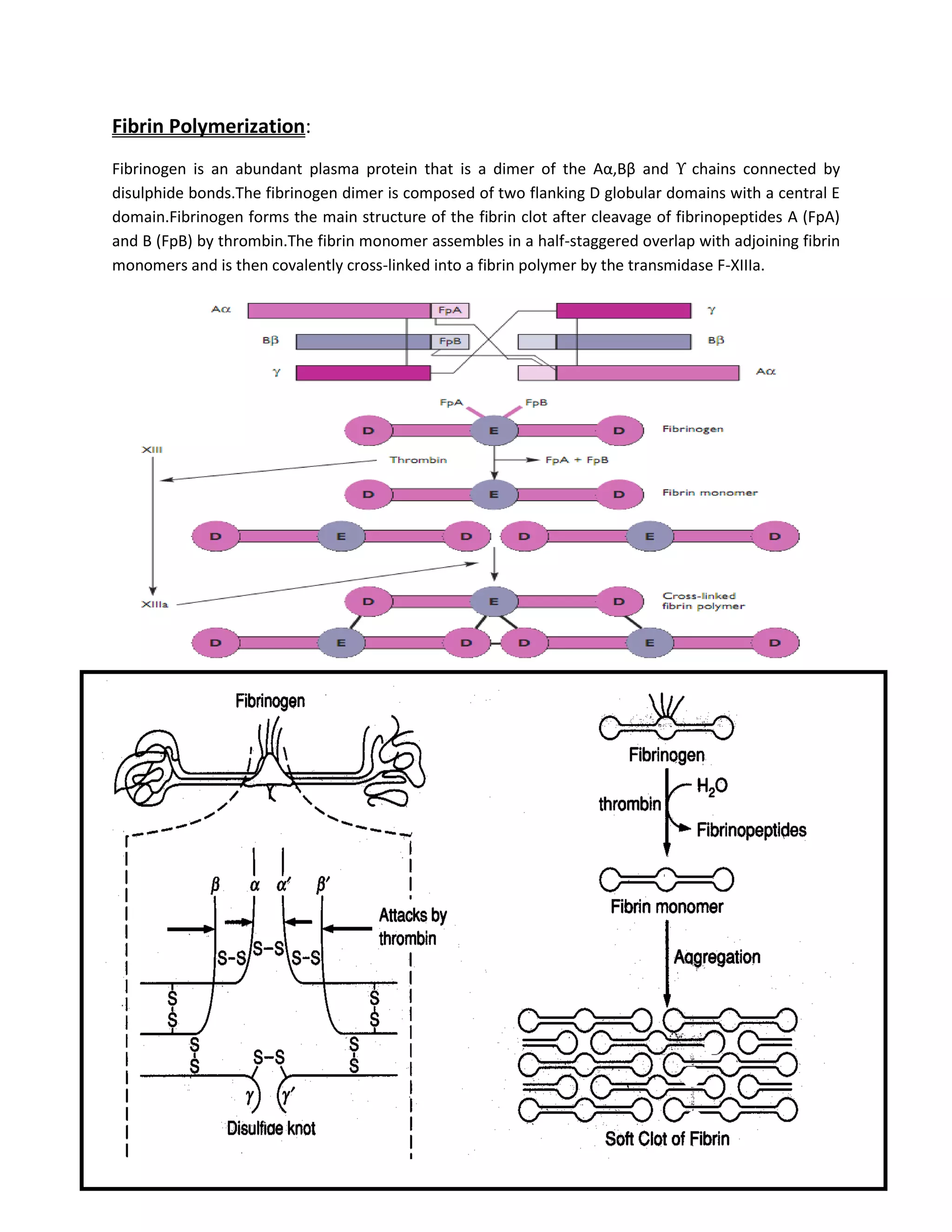 Fibrin Polymerization:
Fibrinogen is an abundant plasma protein that is a dimer of the Aα,Bβ and ϒ chains connected by
disulphide bonds.The fibrinogen dimer is composed of two flanking D globular domains with a central E
domain.Fibrinogen forms the main structure of the fibrin clot after cleavage of fibrinopeptides A (FpA)
and B (FpB) by thrombin.The fibrin monomer assembles in a half-staggered overlap with adjoining fibrin
monomers and is then covalently cross-linked into a fibrin polymer by the transmidase F-XIIIa.
 