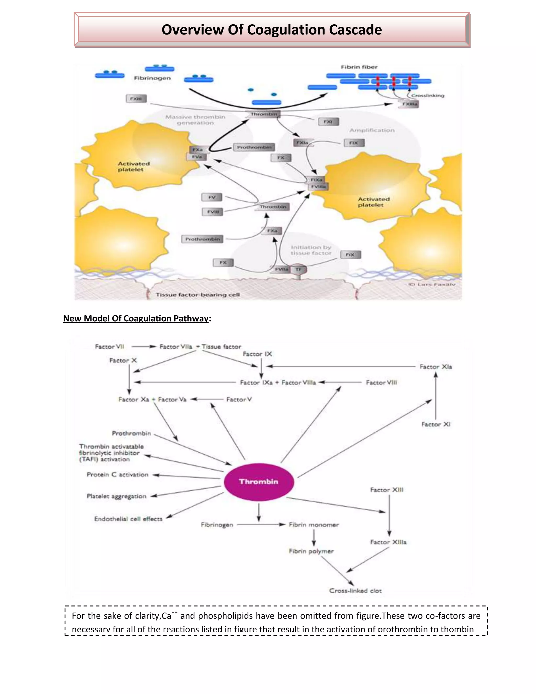 Overview Of Coagulation Cascade




New Model Of Coagulation Pathway:




 For the sake of clarity,Ca++ and phospholipids have been omitted from figure.These two co-factors are
 necessary for all of the reactions listed in figure that result in the activation of prothrombin to thombin
 