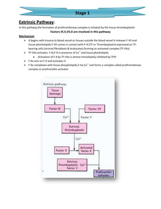Stage 1
Extrinsic Pathway:
In this pathway,the formation of prothrombinase complex is initiated by the tissue thromboplastin
                          Factors III,V,VII,X are involved in this pathway
Mechanism:
    It begins with trauma to blood vessel or tissues outside the blood vessel.It releases F-VII and
     tissue phosholipids.F-VII comes in contact with F-III (TF or Thromboplastin) expressed on TF-
     bearing cells (stromal fibroblasts & leukocytes) forming an activated complex (TF-VIIa)
    TF-VIIa activates F-IX,F-X in presence of Ca++ and tissue phosholipids
              Activation of F-X by TF-VIIa is almost immediately inhibited by TFPI
    F-Xa acts on F-V and activates it
    F-Xa complexes with tissue phospholipids,F-Va,Ca++ and forms a complex called prothrombinase
     complex or prothrombin activator
 