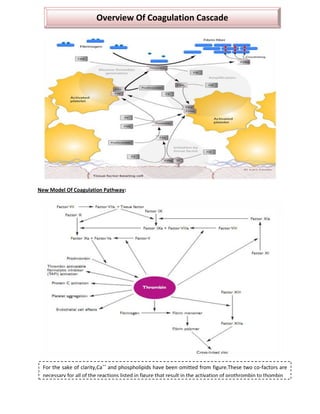 Overview Of Coagulation Cascade




New Model Of Coagulation Pathway:




 For the sake of clarity,Ca++ and phospholipids have been omitted from figure.These two co-factors are
 necessary for all of the reactions listed in figure that result in the activation of prothrombin to thombin
 