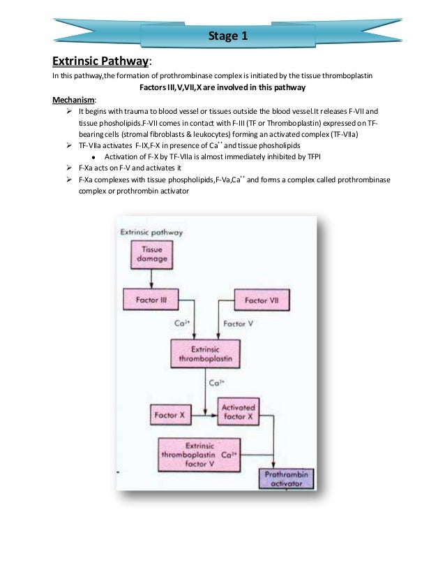 Blood Clotting Mechanism