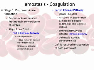 Hemostasis - Coagulation
 Stage 1: Prothrombinase
formation
– Prothrombinase catalyzes
Prothrombin conversion to
Thrombin
– Stage 1 has 2 parts
• Part 1: Extrinsic Pathway
– Rapid (seconds)
– Tissue factor (TF) enters
blood from tissue
– Ultimately activates
prothrombinase
– Part 2: Intrinsic Pathway
• Slower (minutes)
• Activators in blood – from
damaged red blood or
endothelial cells activate
clotting
• Extrinsic pathway also
activates Intrinsic pathway
• Ultimately activates
prothrombinase
– Ca2+ is required for activation
of both pathways!
 