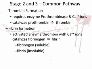 Stage 2 and 3 – Common Pathway
–Thrombin Formation
• requires enzyme Prothrombinase & Ca++ ions
• catalyzes prothrombin  thrombin
–Fibrin formation
• activated enzyme thrombin with Ca++ ions
catalyzes fibrinogen  fibrin
–fibrinogen (soluble)
–fibrin (insoluble)
 