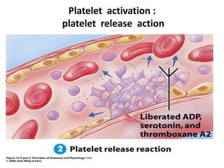 Platelet activation :
platelet release action
 