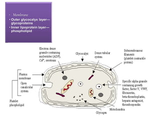 • Membrane
• Outer glycocalyx layer—
glycoproteins
• Inner lipoprotein layer—
phospholipid
 