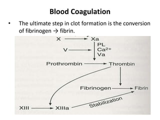 25
Blood Coagulation
• The ultimate step in clot formation is the conversion
of fibrinogen → fibrin.
 