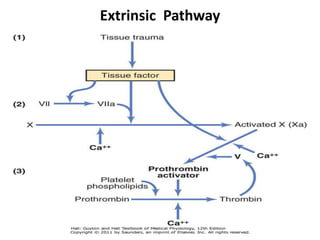 Extrinsic Pathway
 