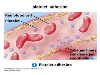 platelet adhesion
 