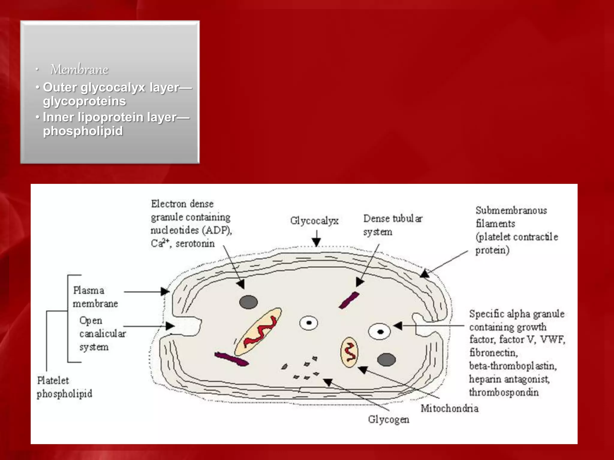 • Membrane
• Outer glycocalyx layer—
glycoproteins
• Inner lipoprotein layer—
phospholipid
 