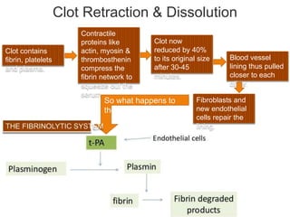 Clot Retraction Process Coagulation of Blood | PPTX