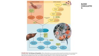 BLOOD
COAGULATIO
N
 