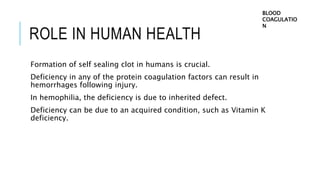 ROLE IN HUMAN HEALTH
Formation of self sealing clot in humans is crucial.
Deficiency in any of the protein coagulation factors can result in
hemorrhages following injury.
In hemophilia, the deficiency is due to inherited defect.
Deficiency can be due to an acquired condition, such as Vitamin K
deficiency.
BLOOD
COAGULATIO
N
 