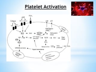 Platelet Activation
 