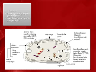 • Membrane
• Outer glycocalyx layer—
glycoproteins
• Inner lipoprotein layer—
phospholipid
 