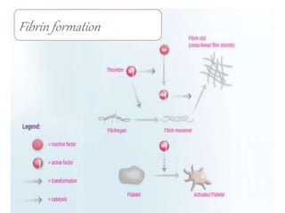 Fibrin formation
 