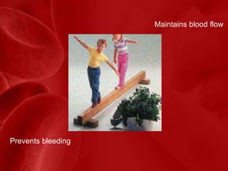 Maintains blood flow
Prevents bleeding
 