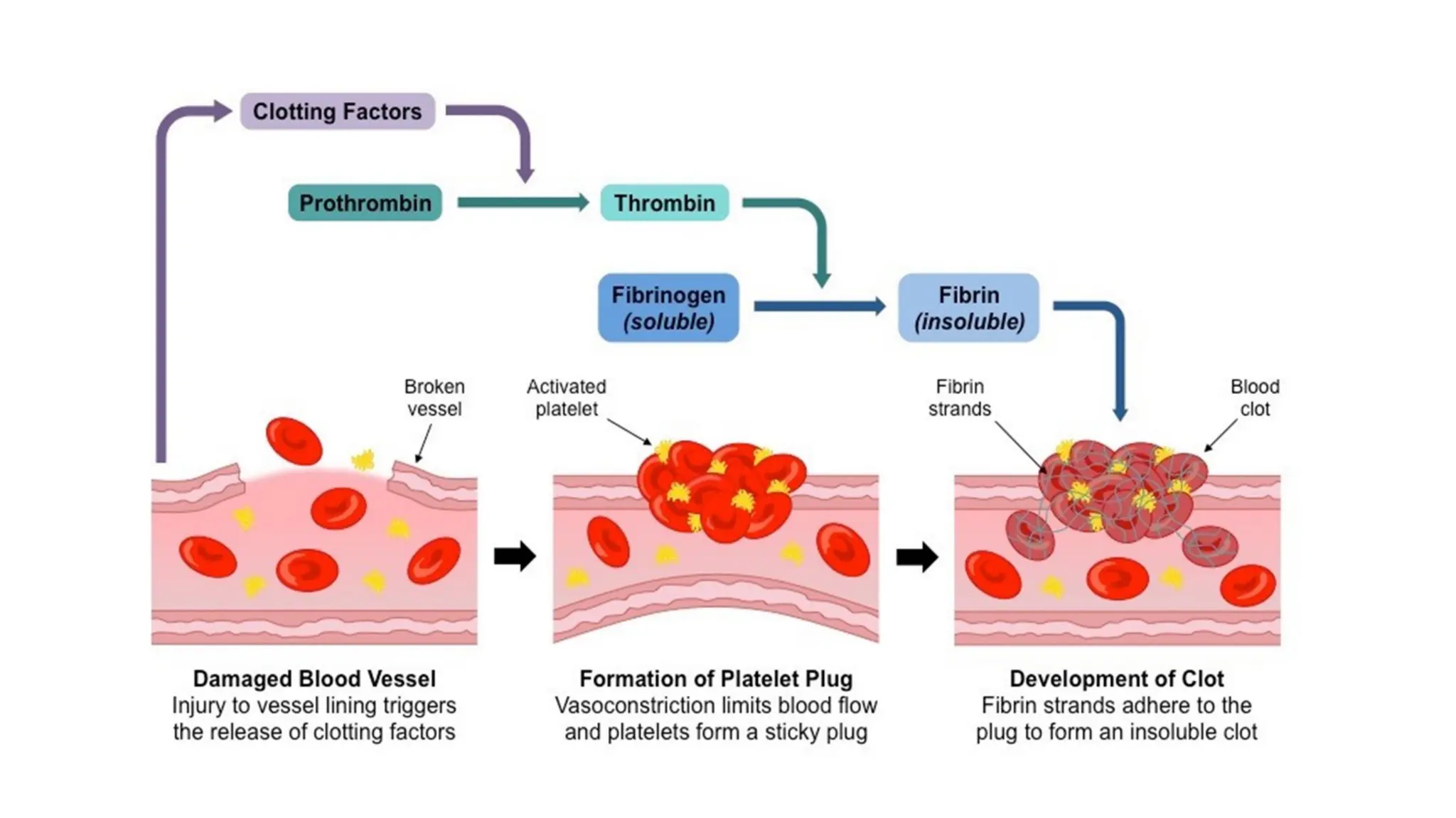 blood coagulation . clotting mechanism.pptx