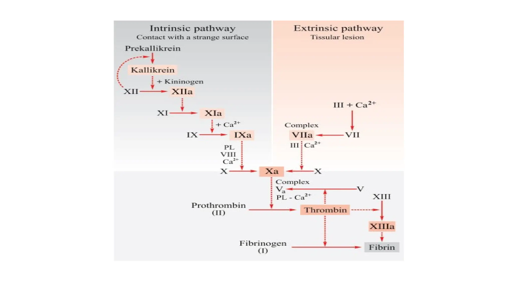 blood coagulation & clotting mechanism.pptx