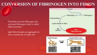 CONVERSION OF FIBRINOGEN INTO FIBRIN
 Thrombin converts fibrinogen into
activated fibrinogen which is called
fibrin monomer.
 tight fibrin threads are aggregated to
form a meshwork of stable clot
 