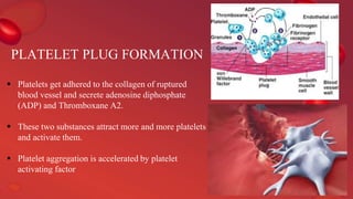 PLATELET PLUG FORMATION
 Platelets get adhered to the collagen of ruptured
blood vessel and secrete adenosine diphosphate
(ADP) and Thromboxane A2.
 These two substances attract more and more platelets
and activate them.
 Platelet aggregation is accelerated by platelet
activating factor
 