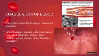 COAGULATION OF BLOOD
 During this process, the fibrinogen is converted
into fibrin.
 Fibrin threads get attached to the loose platelet
plug, which blocks the ruptured part of
blood vessels and prevents further blood loss
completely
 