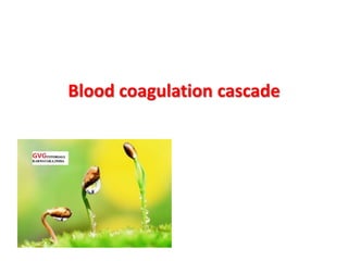 Blood coagulation cascade
 