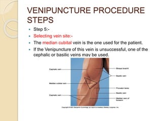 VENIPUNCTURE PROCEDURE
STEPS
 Step 5:-
 Selecting vein site:-
 The median cubital vein is the one used for the patient.
 If the Venipuncture of this vein is unsuccessful, one of the
cephalic or basilic veins may be used.
 