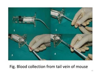 Mouse Routine Blood Blood collection, Anesthesia and Euthanasia techniques in laboratory ...