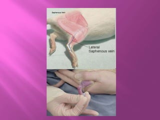 Animal Blood Collection Methods Blood collection techniques | PPTX